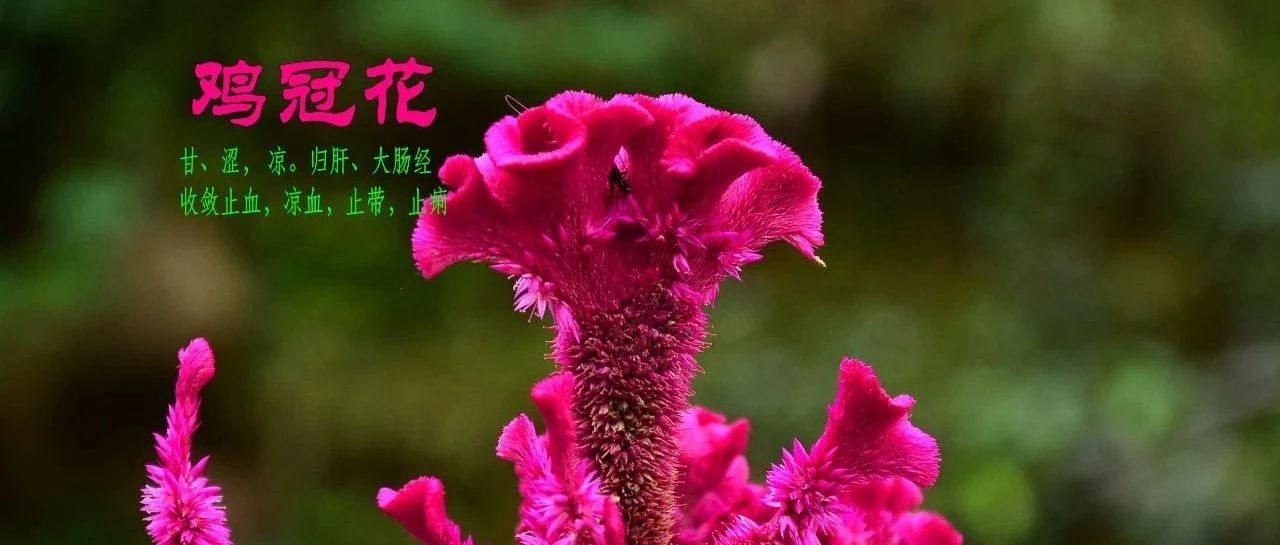 每日学一味中药－－鸡冠花Jiguanhua
