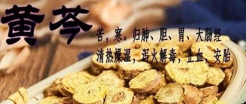 每日学一味中药－－黄芩Huangqin