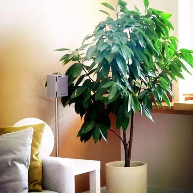 最适合在客厅养的大型观叶植物，美观大气又吉祥！