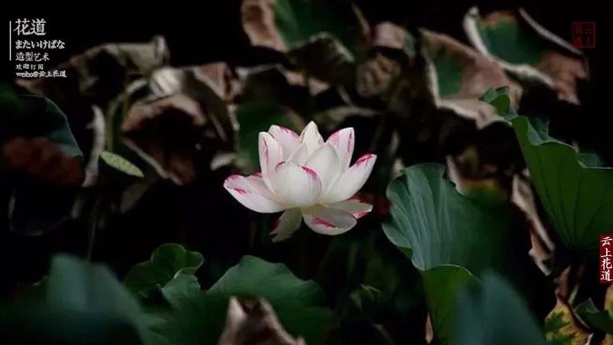 花道丨蓮花の美は心より