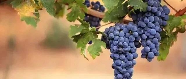 红酒小知识·不可不知的九大酿酒葡萄品种（上）